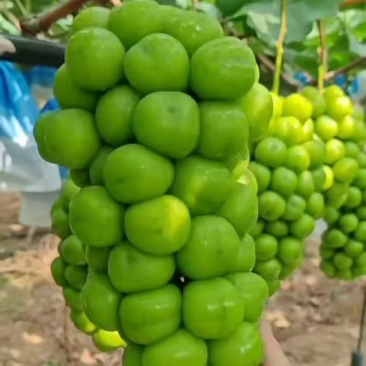 阳光玫瑰