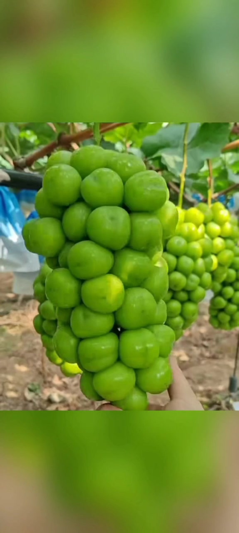 阳光玫瑰