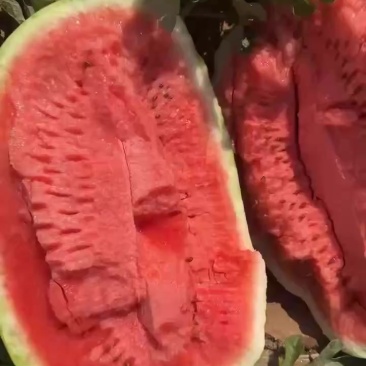 内蒙草籽场西瓜