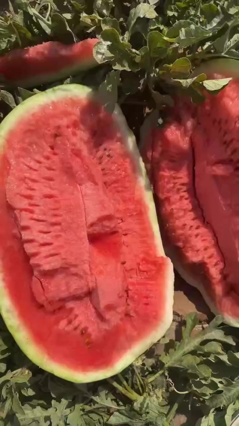 内蒙草籽场西瓜