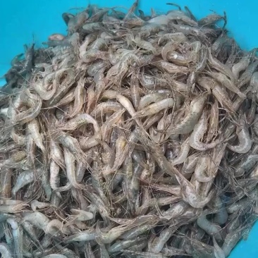 河虾