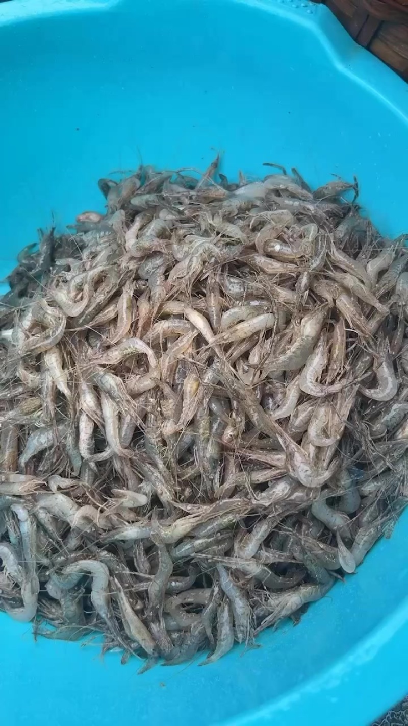 河虾