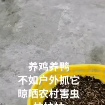 吉林省白城市通榆县新华镇新农村新立屯我要买拉拉蛄多少钱？