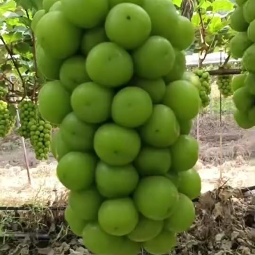 阳光玫瑰