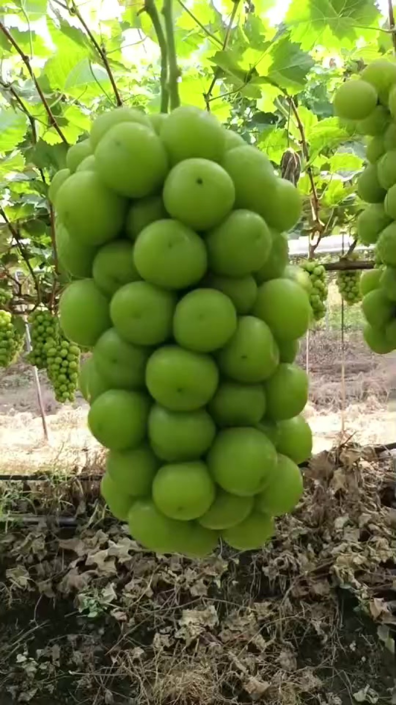 阳光玫瑰