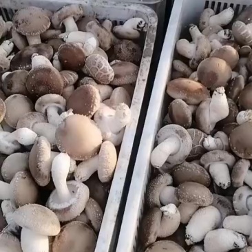 泌阳香菇