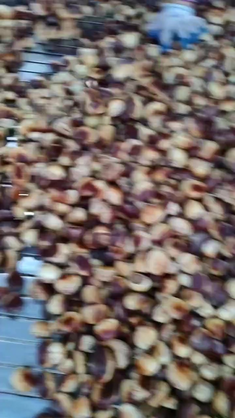 板栗新鲜大板栗