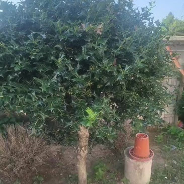 枸骨树🌲