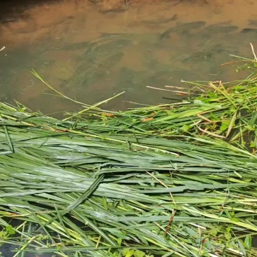 山泉水草鱼