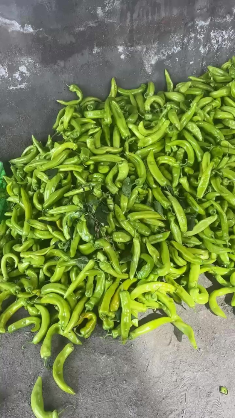 新鲜辣椒