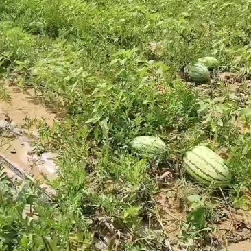 康乐6号西瓜