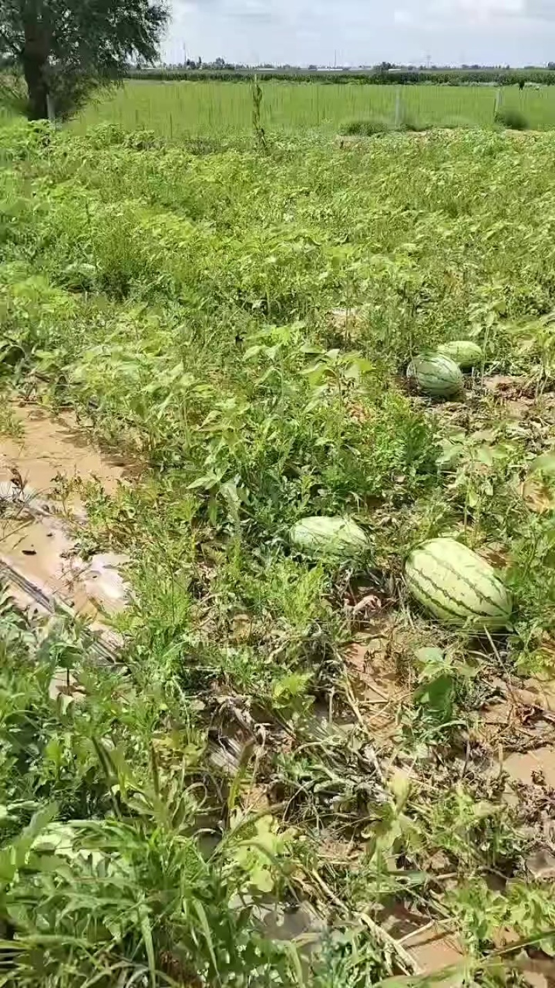 康乐6号西瓜