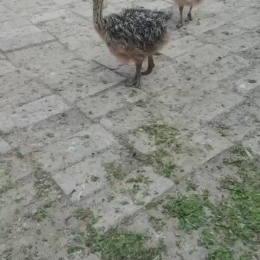 鸵鸟苗