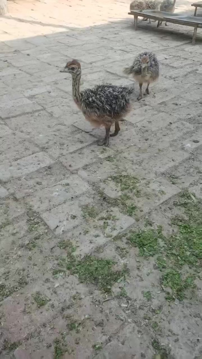 鸵鸟苗