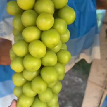 阳光玫瑰