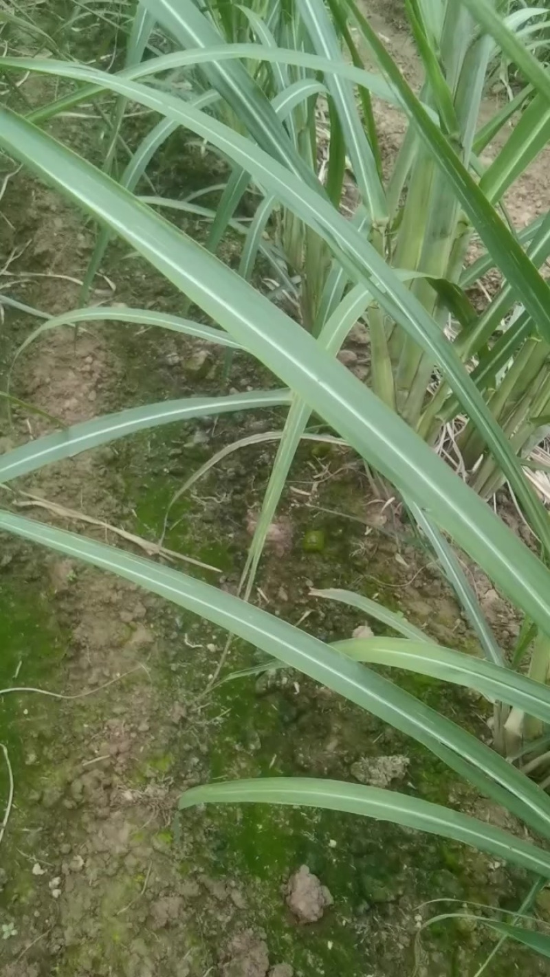 黄皮甘蔗