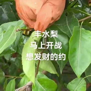 丰水梨
