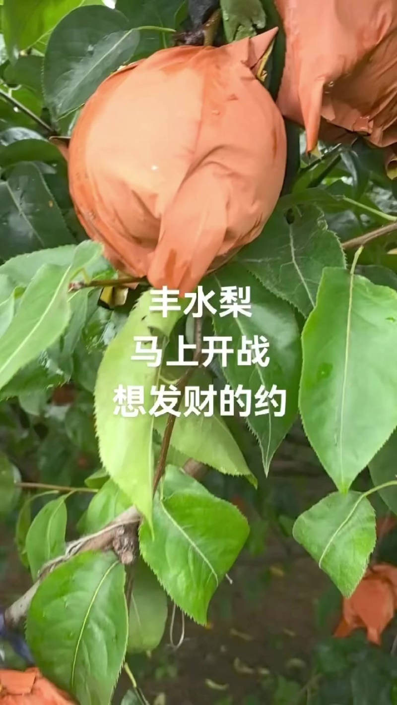 丰水梨