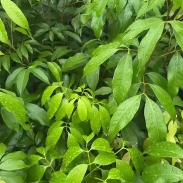 荔枝直生苗