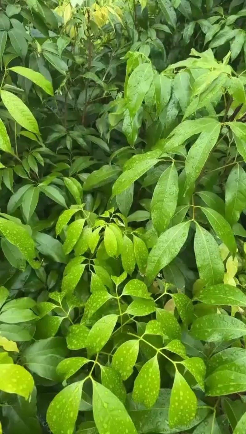 荔枝直生苗