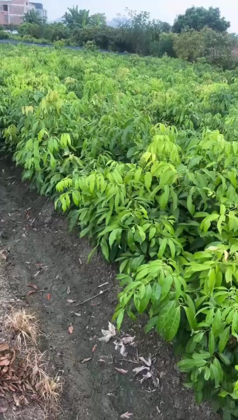 荔枝直生苗