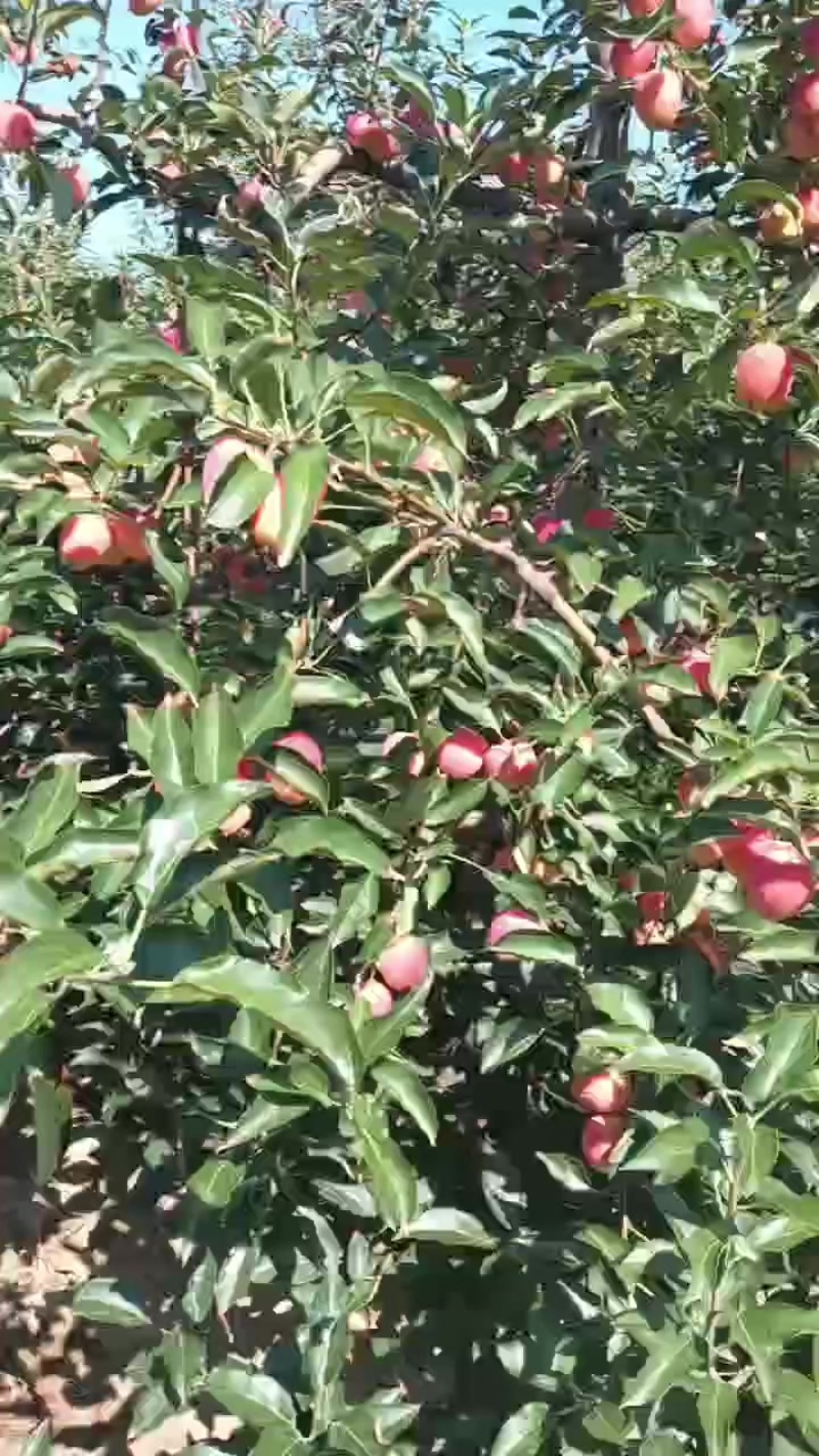 鸡心果