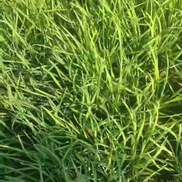 韭菜