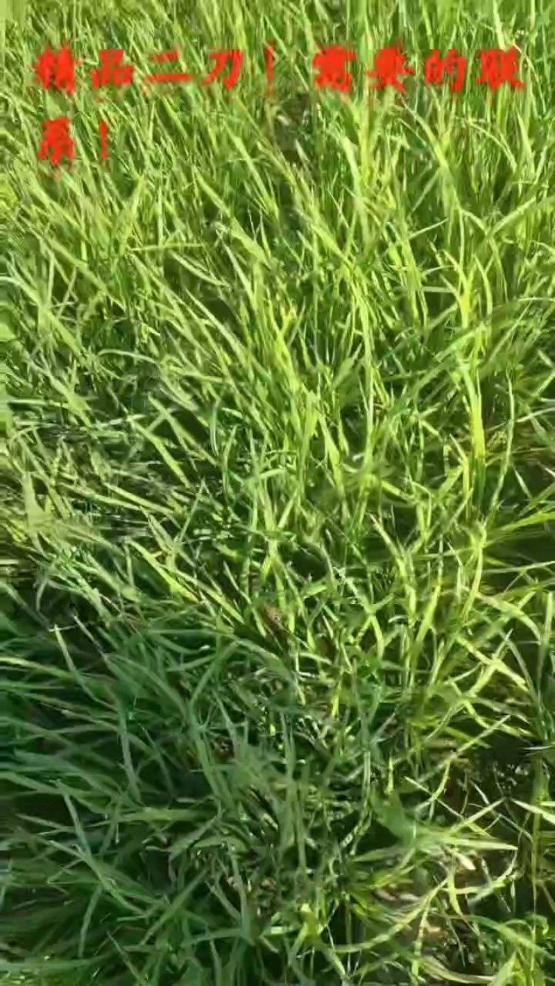 韭菜