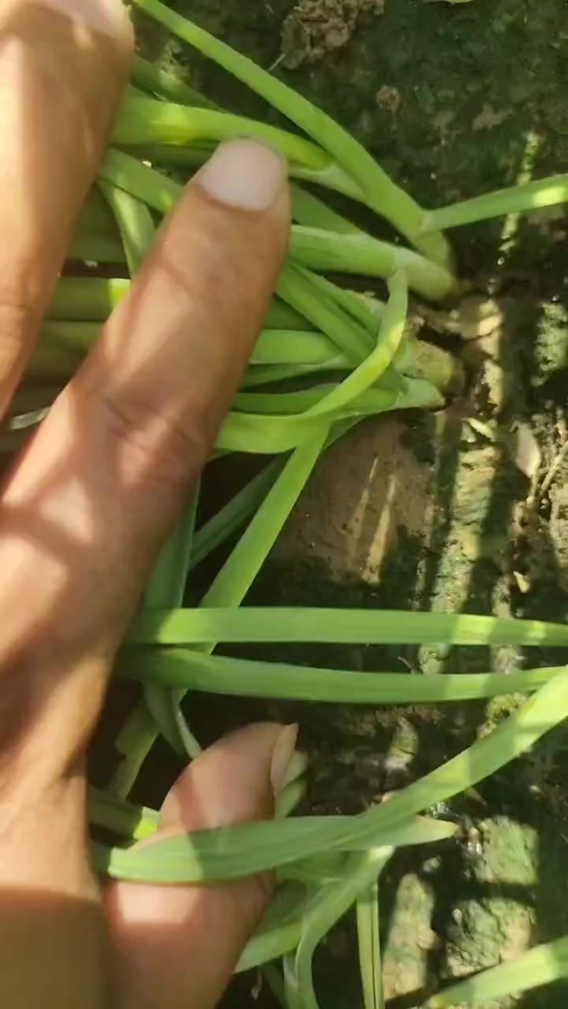 韭菜