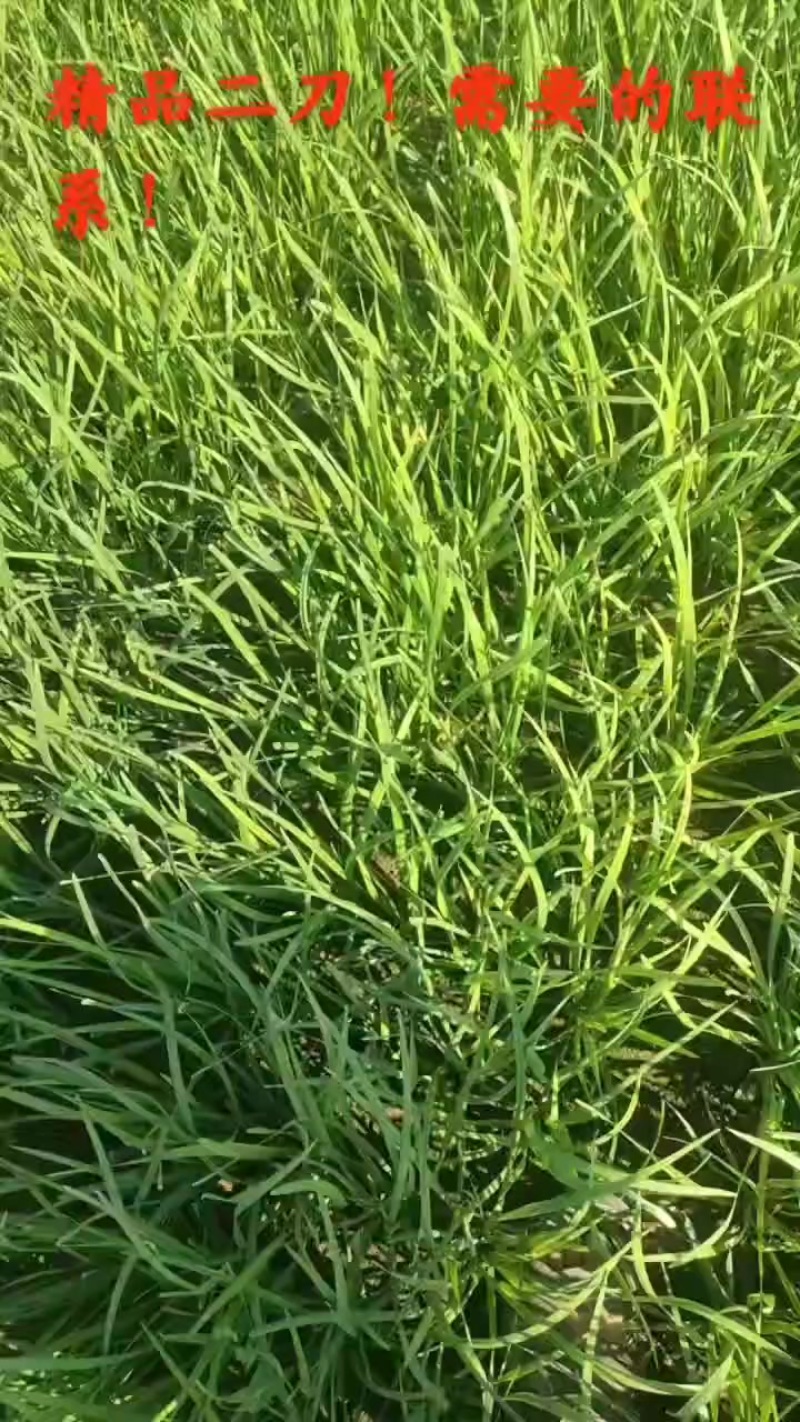 韭菜