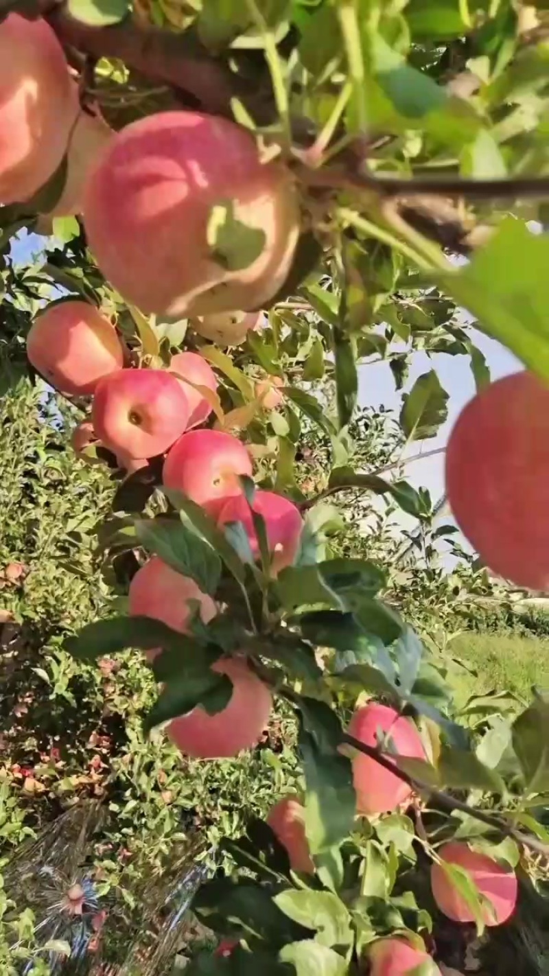 洛川早熟嘎啦苹果大量上市