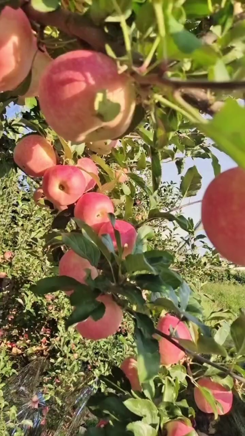 洛川早熟嘎啦苹果大量上市