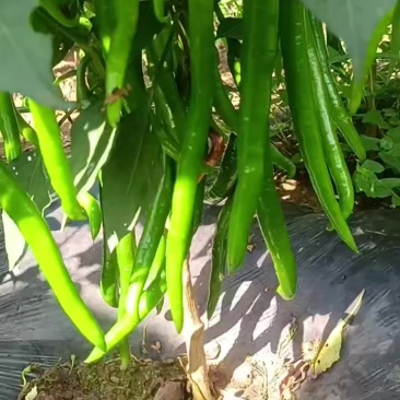 3号线椒