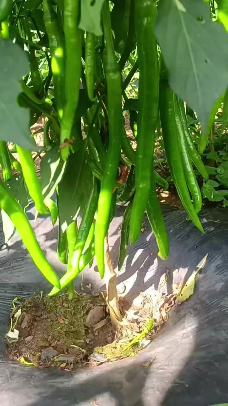 3号线椒