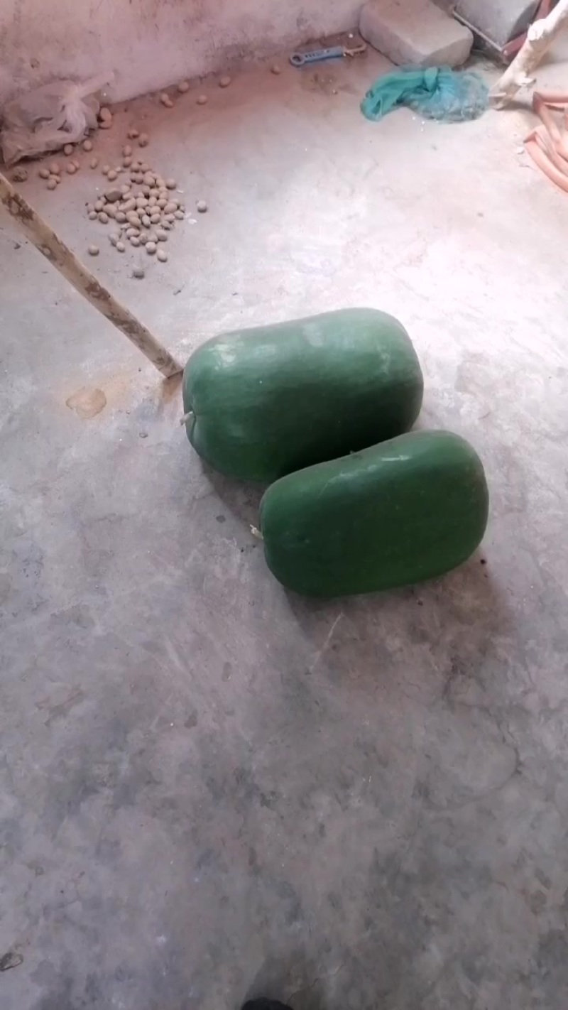 洪湖冬瓜