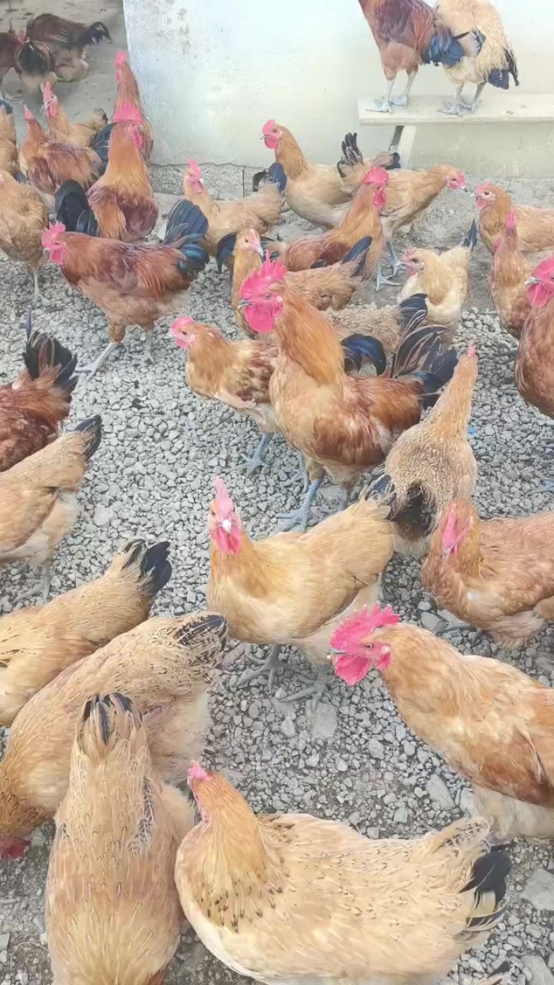 土鸡