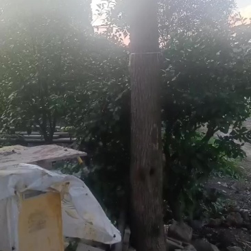 杜仲