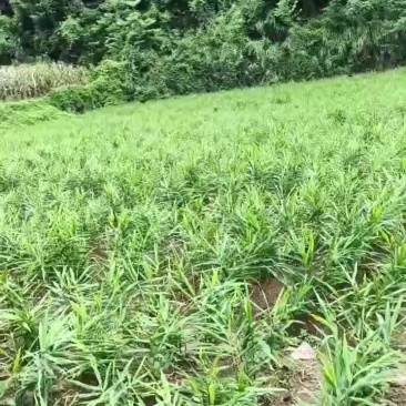 生姜