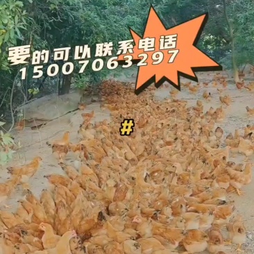 精品河田阉鸡