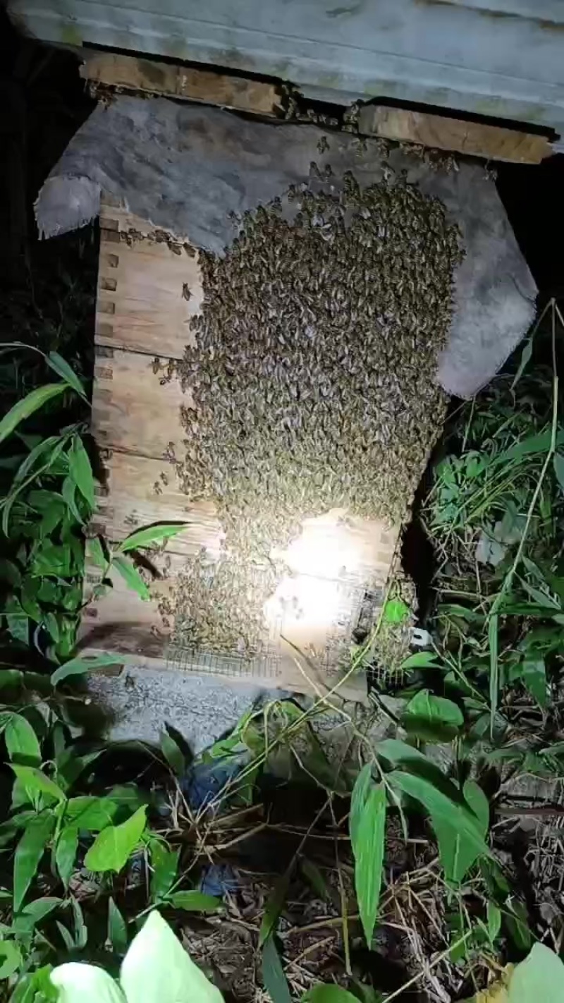 贵州省六盘水市水城县发耳填土蜂蜜现有八一十斤左右