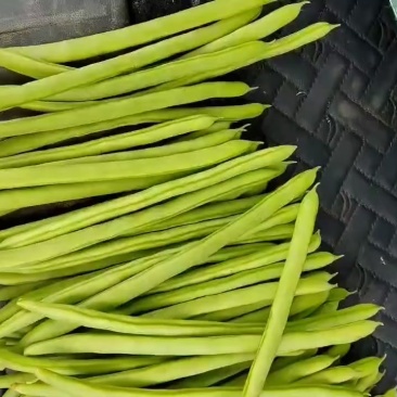 四季豆