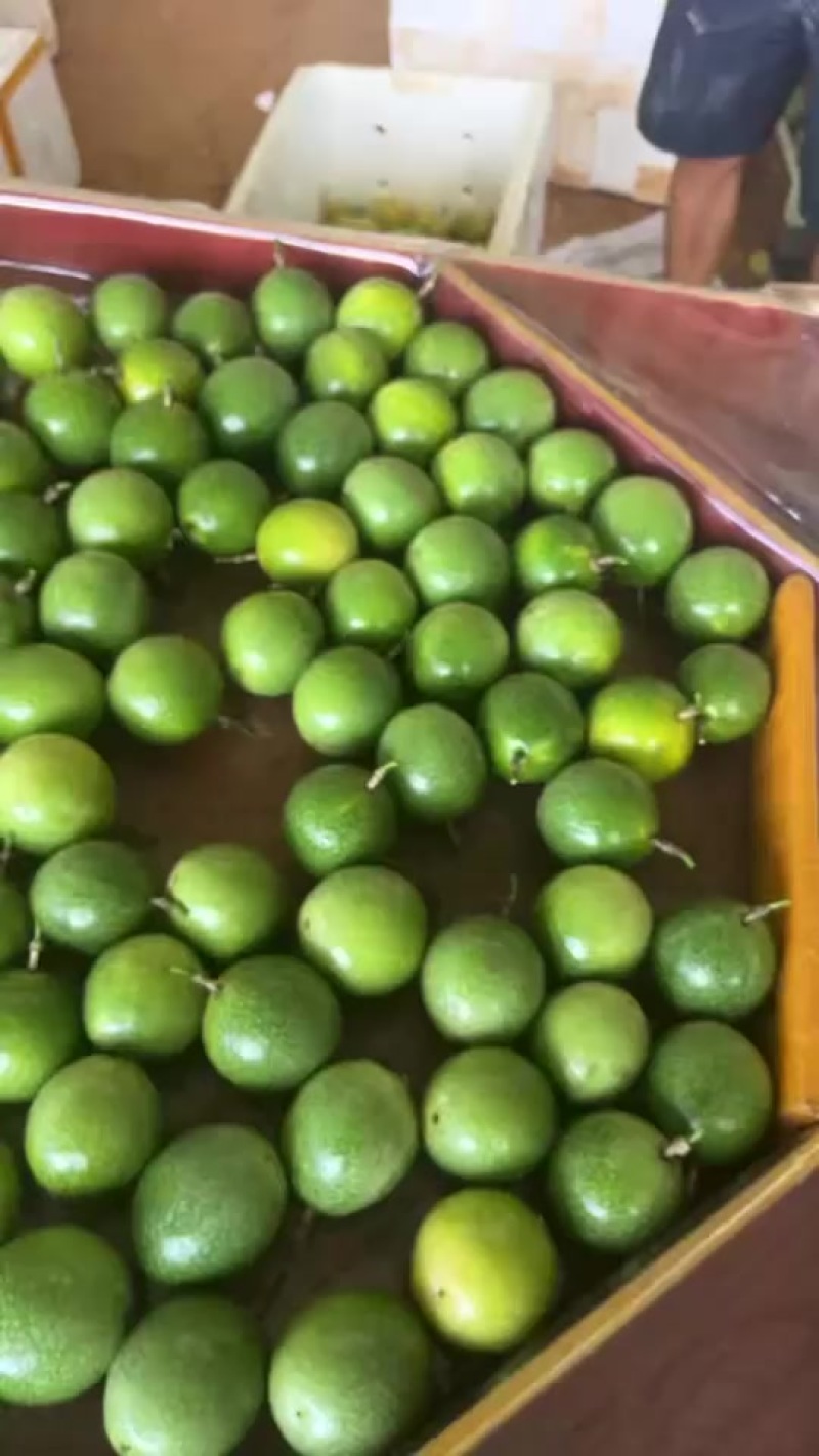钦密九号
