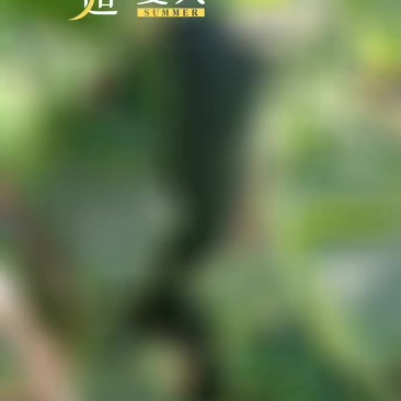 黑皮冬瓜