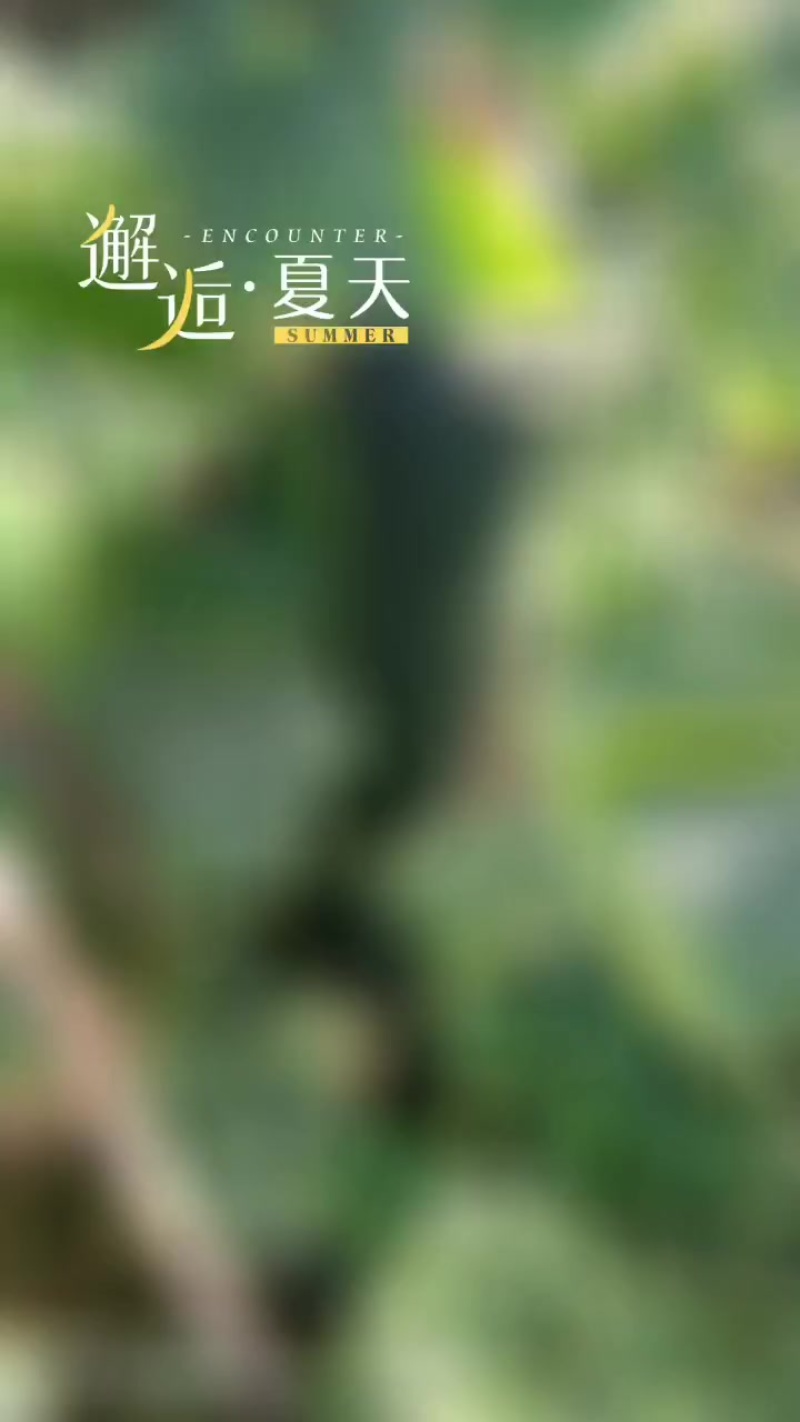黑皮冬瓜