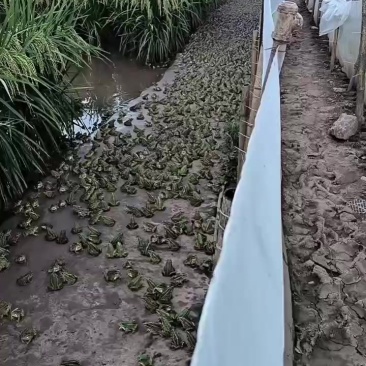 黑斑蛙