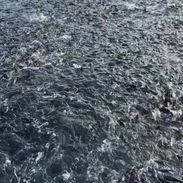 广西网箱鲤鱼