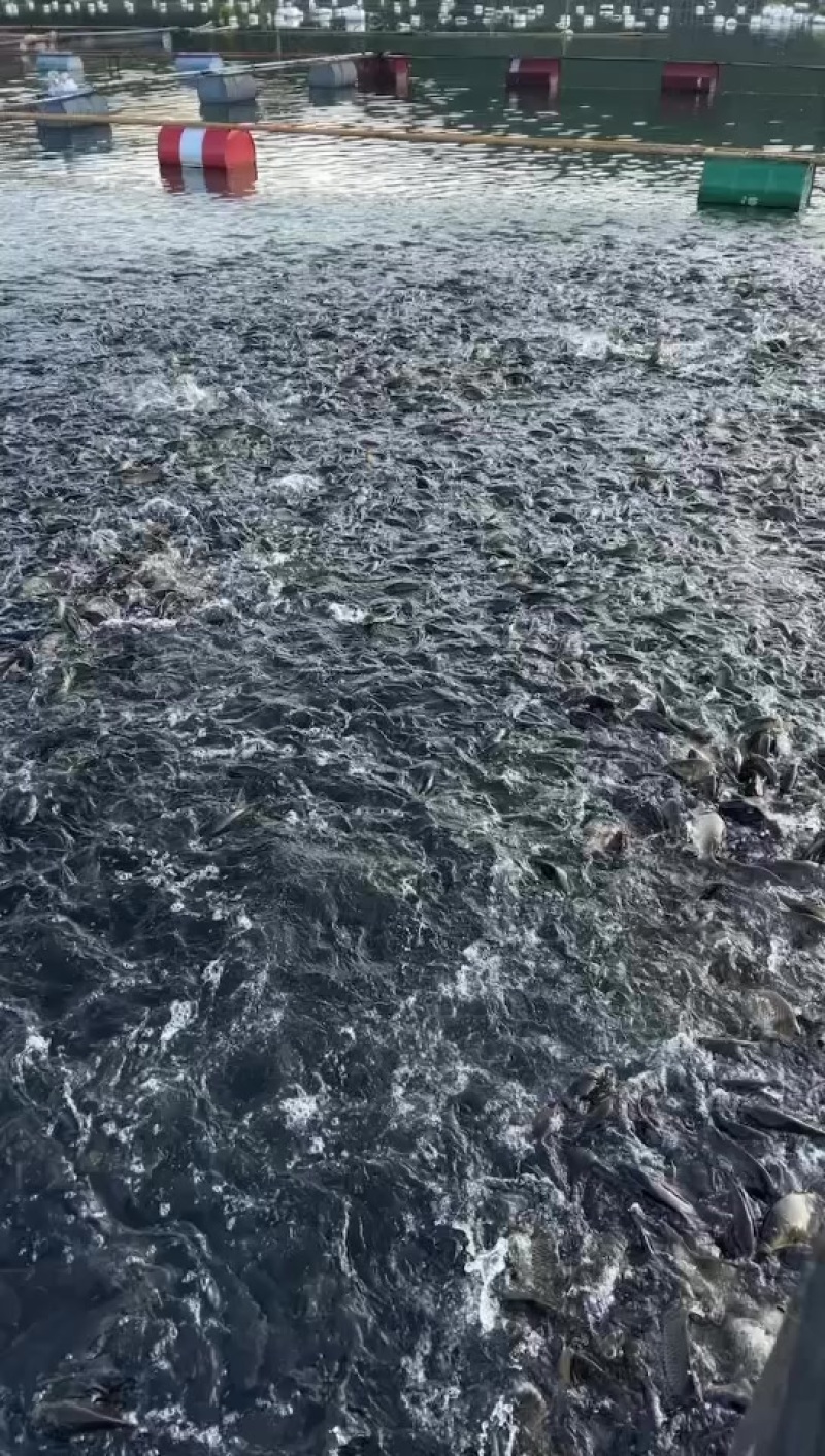 广西网箱鲤鱼
