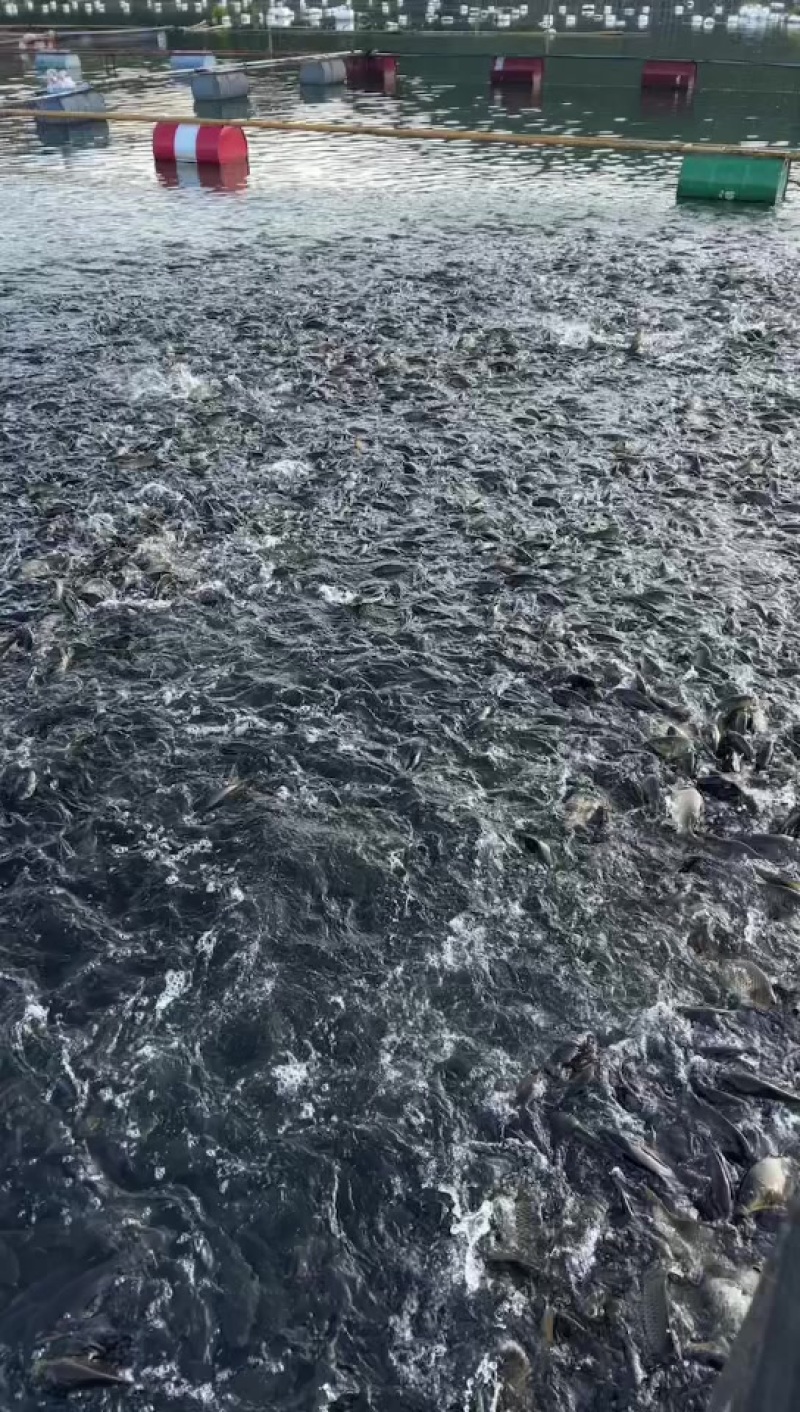 广西网箱鲤鱼