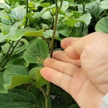 新苗优价优品1.8通通需要种植欢迎光临