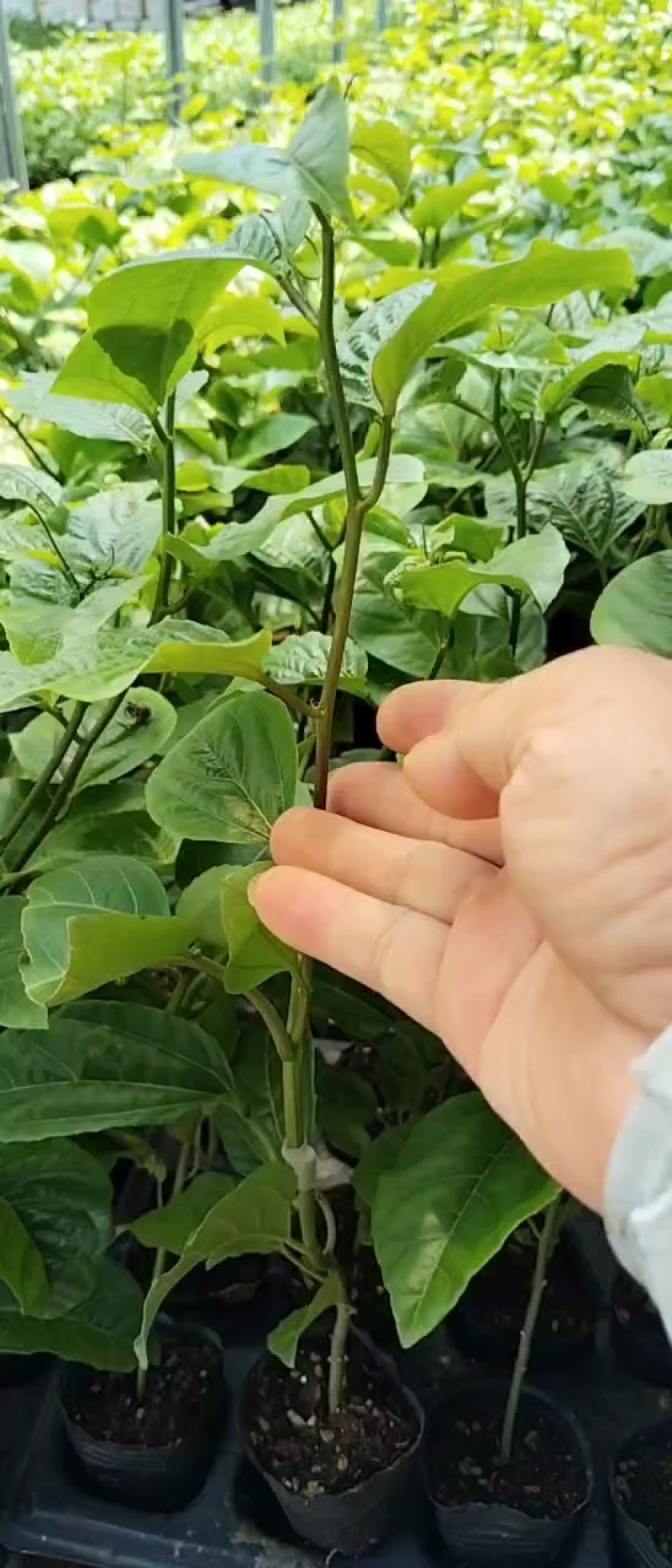 新苗优价优品1.8通通需要种植欢迎光临